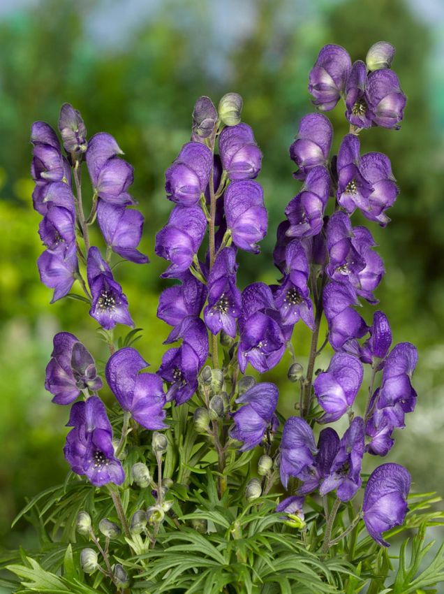 Aconitum Napellus