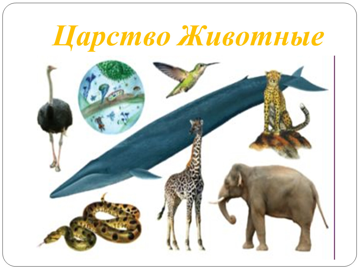 Животное царство