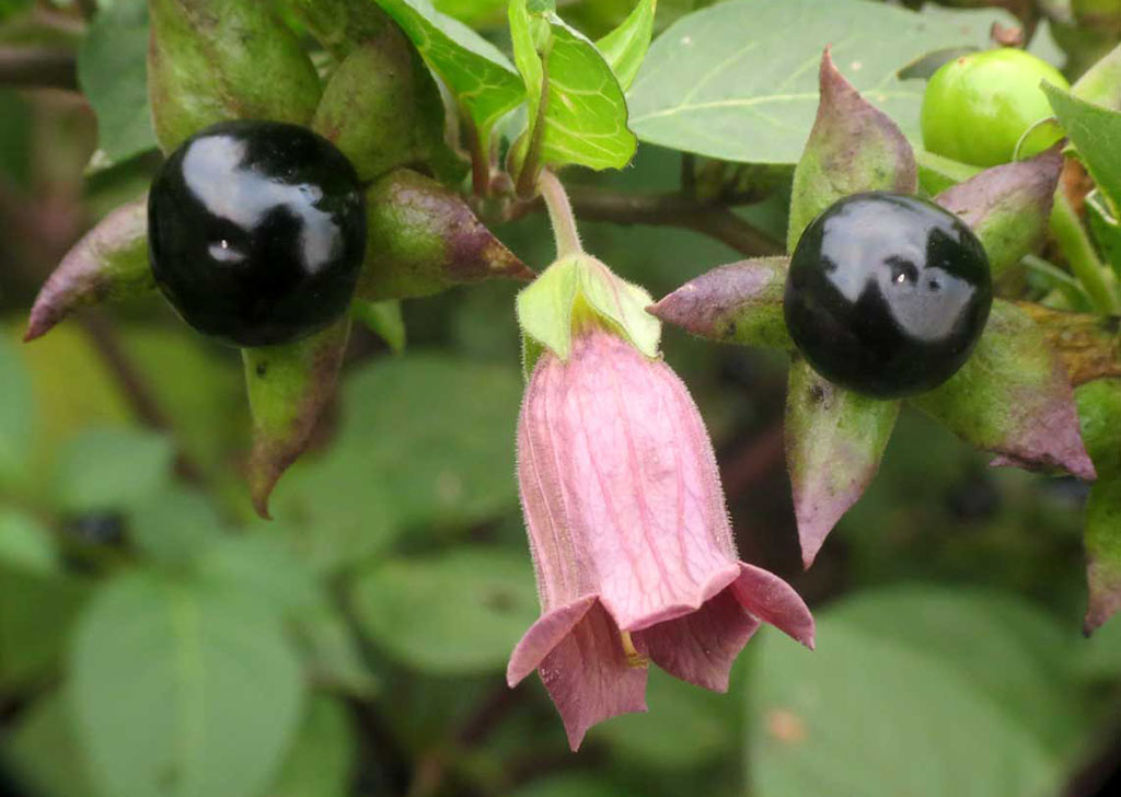 Atropa Belladonna
