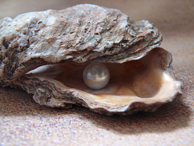 Calcarea Carbonica