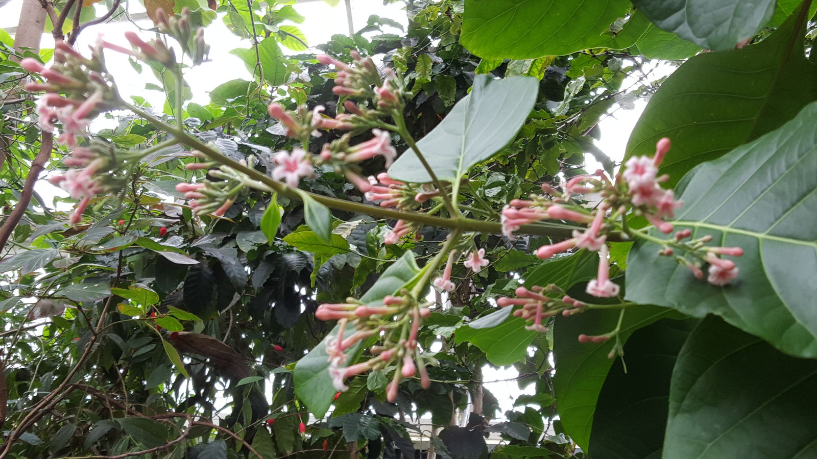 China Officinalis