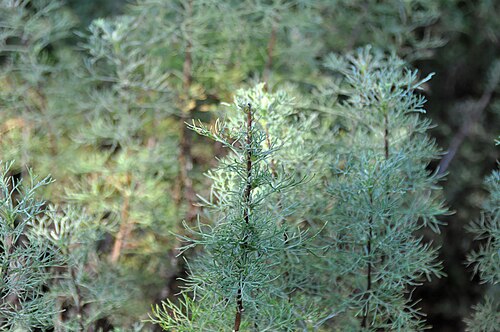 Cina Maritima