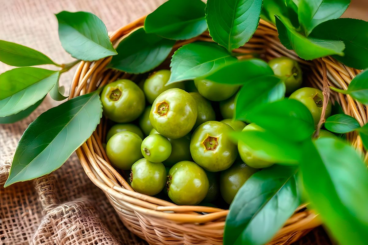 Ignatia Amara