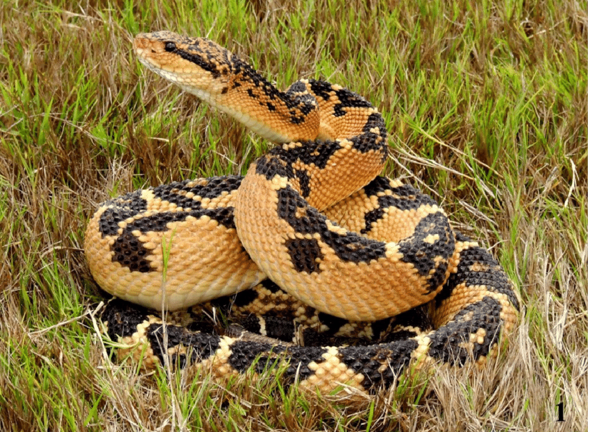 Lachesis Muta