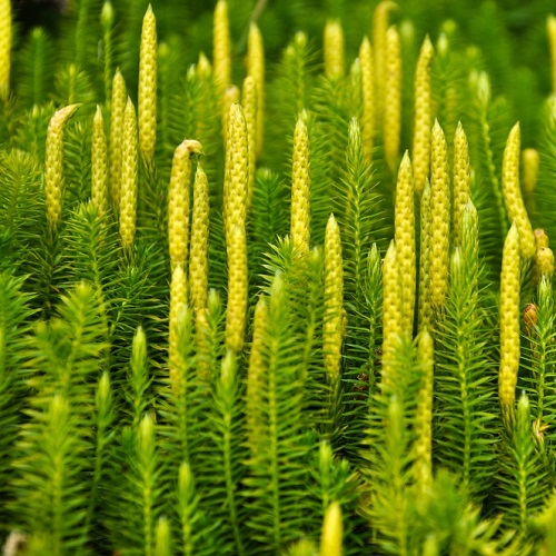 Lycopodium Clavatum