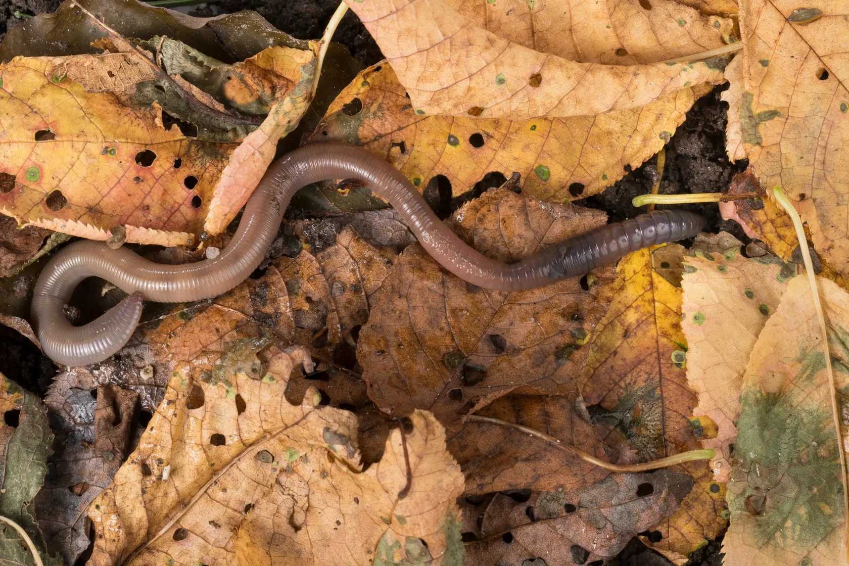Lumbricus Terrestris