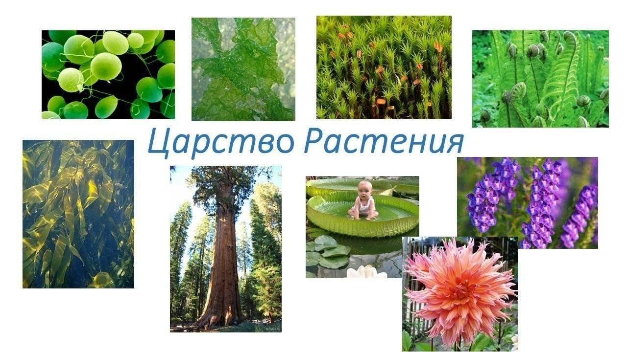 Растительное царство
