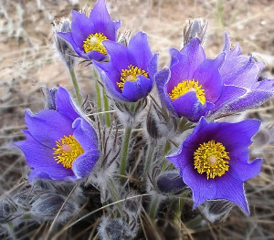 Pulsatilla Pratensis