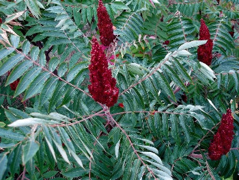 Rhus Toxicodendron