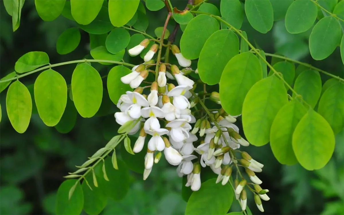 Robinia Pseudacacia