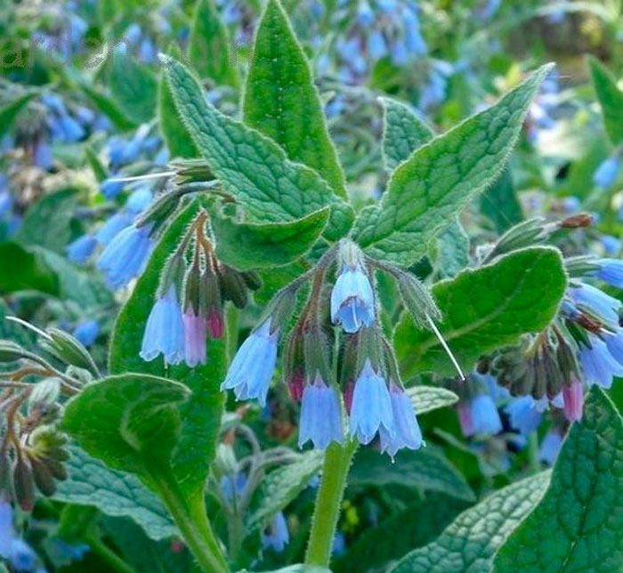 Symphytum Officinale
