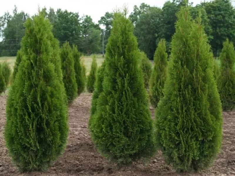 Thuja Occidentalis